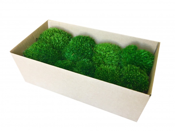 Premium Preserved Alpine Pillow/ Bun Moss Medium Green 150g Box